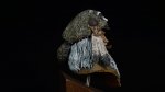 DSC08411.JPG