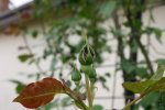 IMG_0024.JPG