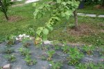 IMG_0030.JPG