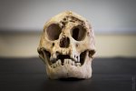This is a reconstructed skull of Homo floresiensis 2.jpg