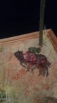 IMG_20170427_210121.jpg