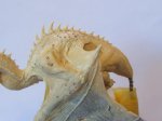 IMG_2583.JPG