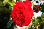IMG_0053.JPG