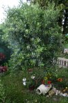 IMG_0061.JPG