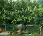 IMG_0064.JPG