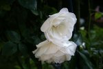 IMG_0068.JPG