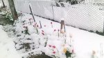 149449157732957-3.jpeg