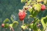 IMG_0083.JPG