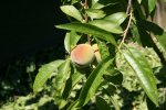 IMG_0092.JPG