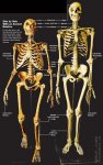 neandermod.jpg