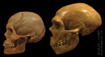 neanderthal.png