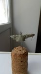DSCN5788.JPG