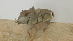 DSCN5806.JPG