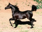 arabian-horse.jpg