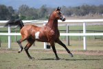 pinto_arabian_stallion_on_lead_leg_kick_by_xxmysterystockxx-d6tys9h.jpg