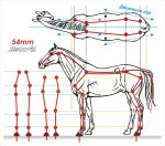 Horse2_54mm.jpg