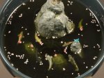 DSC01346.jpg