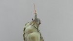 DSCN6098.JPG