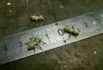 ants1.jpg