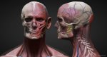 Ecorche_Heads_DM.jpg