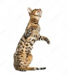 depositphotos_59154973-stock-photo-young-bengal-cat-on-hind.jpg
