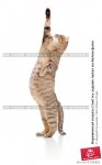 beremennaya-koshka-stoit-na-zadnih-lapah-na-belom-0004154823-preview.jpg