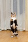 depositphotos_10708166-stock-photo-cat-is-standing-on-its.jpg
