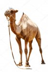 depositphotos_106202106-stock-photo-camel-on-a-white-background.jpg