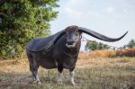 42485094-buffalo-thailand-with-long-horn-beautiful.jpg