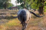 42485101-buffalo-had-a-long-horn-evening-walking-home.jpg