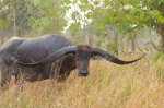 56827422-tailandesa-cuerno-de-búfalo-largo-digna-búfalos-de-agua-en-tailandia-.jpg