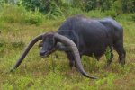 longhorn_thaibuffalo.jpg
