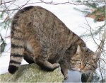 evropeyskaya-koshka-v-period-gona-600x470.jpg