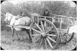 362-Red-River-Cart-native.jpg