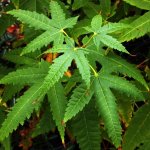 25e-acer_elegantulum_seeds-726x946.jpg