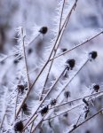 _dsc2338.jpg