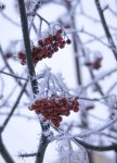 _dsc2342.jpg