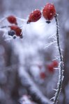 _dsc2399.jpg