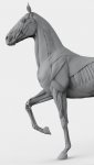 Horse_keyshot_04.jpg